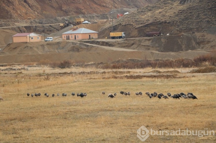 Fiyatı 4 bin lirayı buluyor: Yılbaşı öncesi satışa çıktı