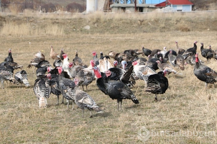 Fiyatı 4 bin lirayı buluyor: Yılbaşı öncesi satışa çıktı