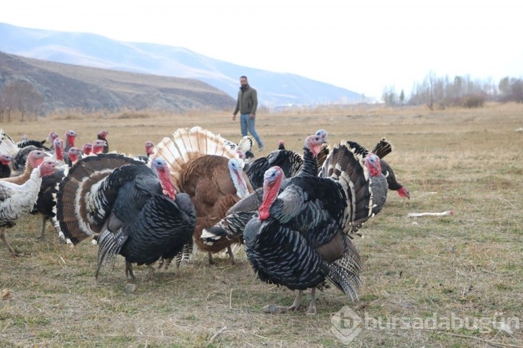 Fiyatı 4 bin lirayı buluyor: Yılbaşı öncesi satışa çıktı