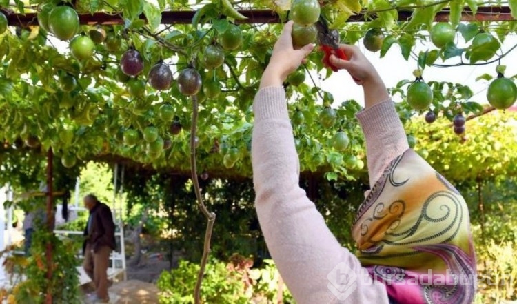 Türkiye'de yetişen tropikal meyveler