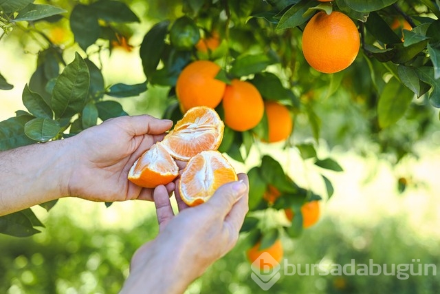 Cilt bakımında yeni trend! Mandalinanın cildi güzelleştirdiği doğru mu? 