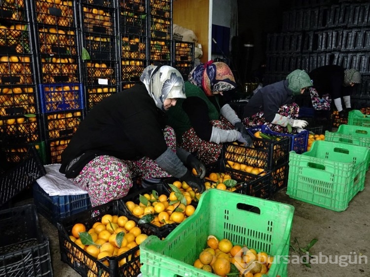 7 bin dönümlük alanda yetişti: Coğrafi işaretli A, B ve C vitamini zengini