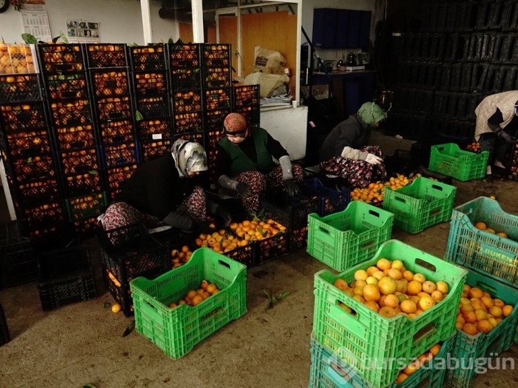 7 bin dönümlük alanda yetişti: Coğrafi işaretli A, B ve C vitamini zengini