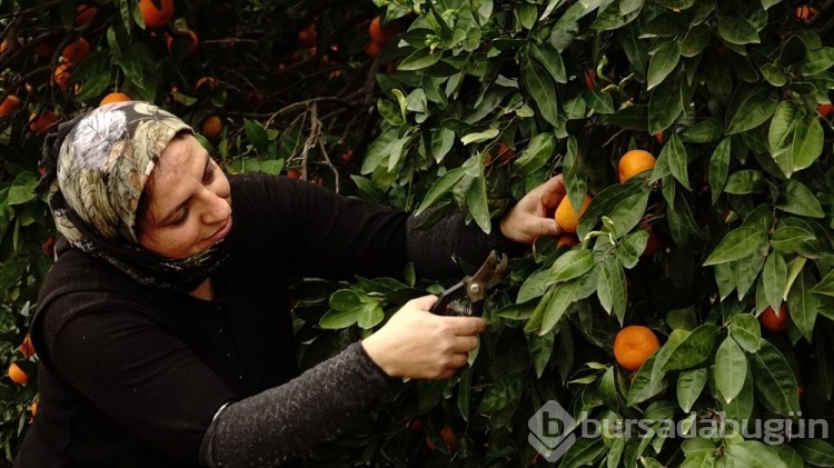 7 bin dönümlük alanda yetişti: Coğrafi işaretli A, B ve C vitamini zengini