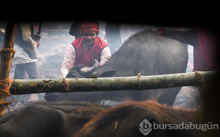 200 yıllık Hindu geleneği: Dünyanın en kanlı bayramı başladı