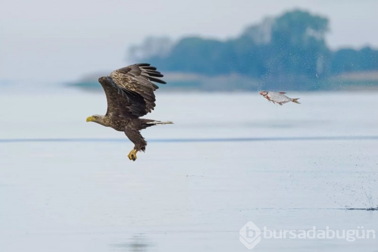 Komedi Vahşi Yaşam Fotoğrafçılığı Ödülleri kazananı belli oldu
