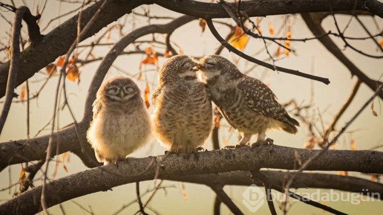 Komedi Vahşi Yaşam Fotoğrafçılığı Ödülleri kazananı belli oldu