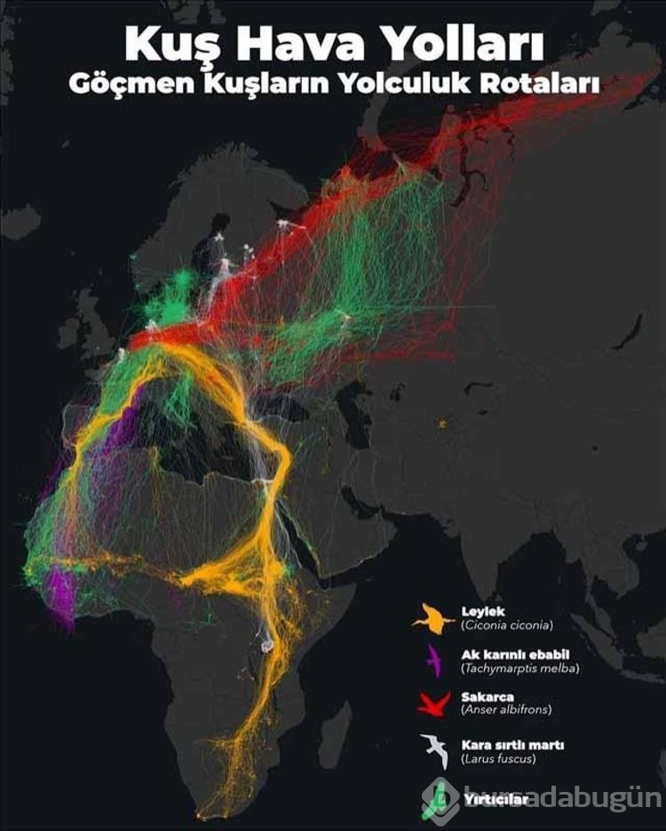 Kuşların göç yolları!