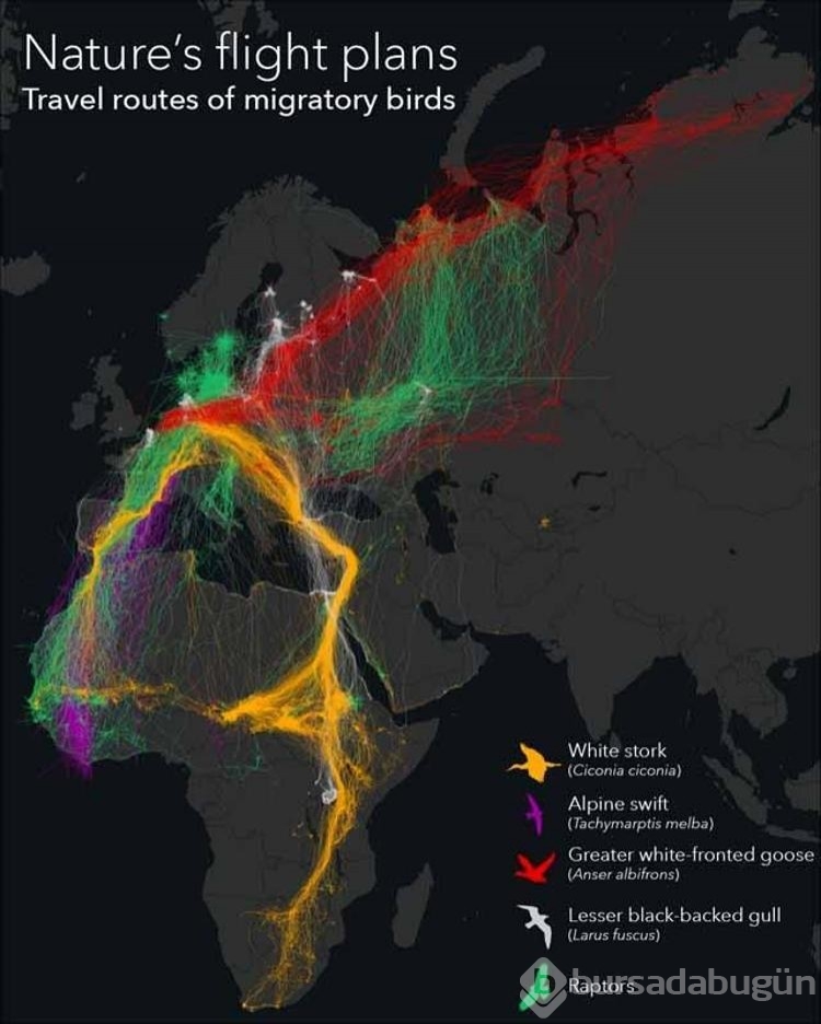 Kuşların göç yolları!
