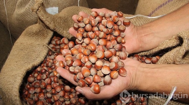 Fındık fiyatı ne kadar? Fındık kaç TL? (17 Şubat 2025)