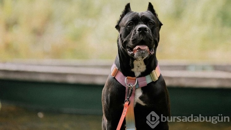 Dünyanın en güçlü çene basıncına sahip köpekleri: Türk kangalı kaçıncı sırada?