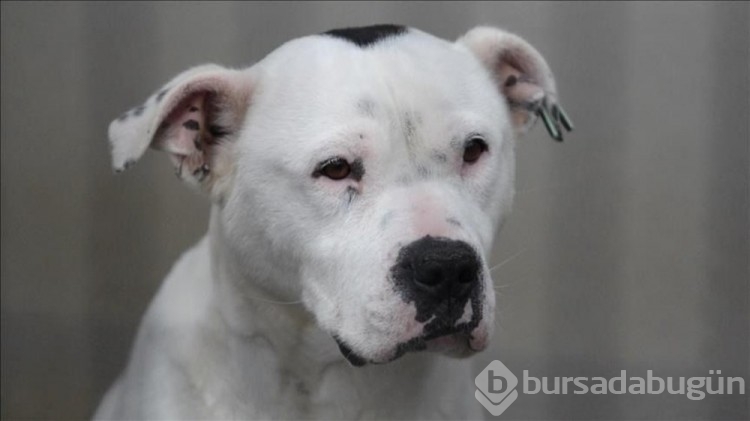 Dünyanın en güçlü çene basıncına sahip köpekleri: Türk kangalı kaçıncı sırada?