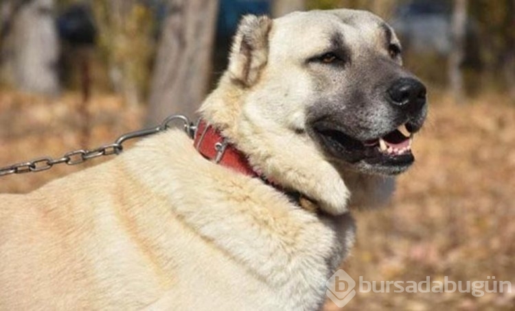 Dünyanın en güçlü çene basıncına sahip köpekleri: Türk kangalı kaçıncı sırada?