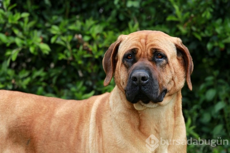 Dünyanın en güçlü çene basıncına sahip köpekleri: Türk kangalı kaçıncı sırada?