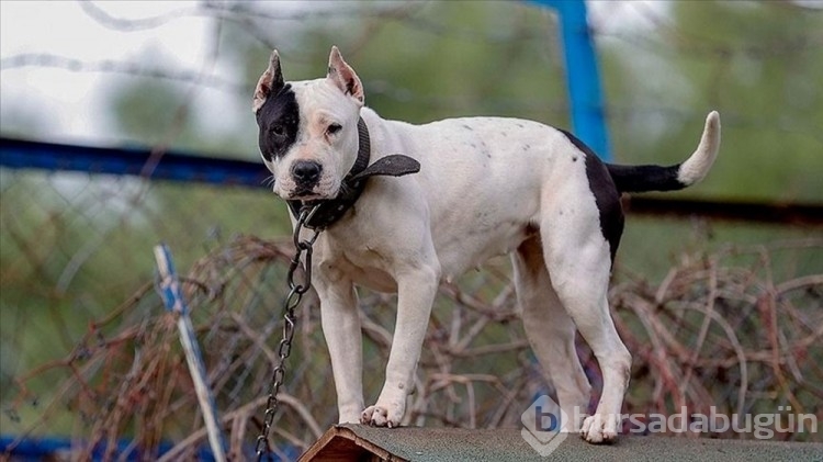 Dünyanın en güçlü çene basıncına sahip köpekleri: Türk kangalı kaçıncı sırada?