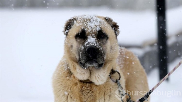 Dünyanın en güçlü çene basıncına sahip köpekleri: Türk kangalı kaçıncı sırada?