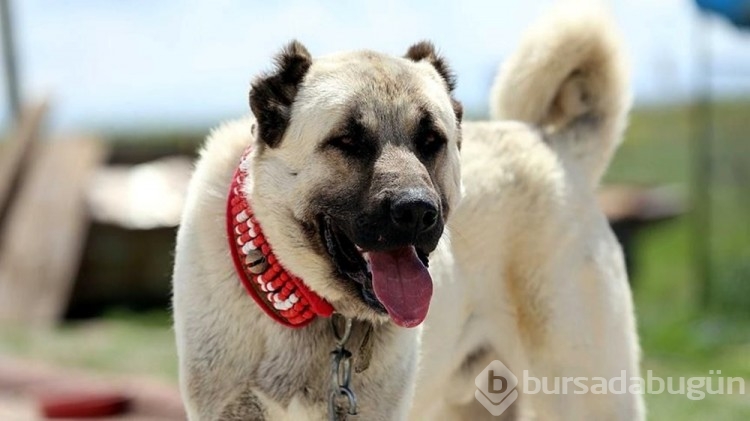 Dünyanın en güçlü çene basıncına sahip köpekleri: Türk kangalı kaçıncı sırada?