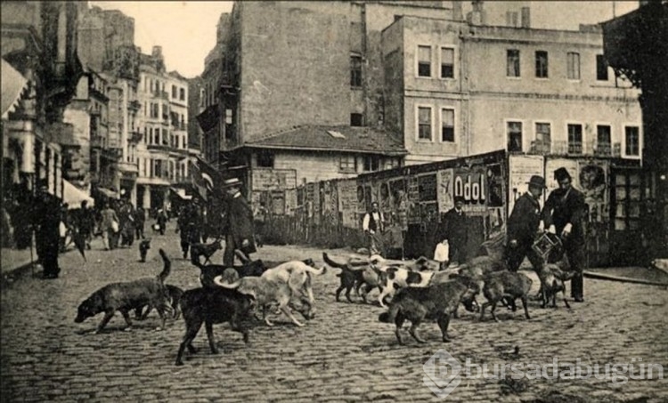 Türkiye'de bu kadar çok kedi olmasının ardındaki tarihi sebep