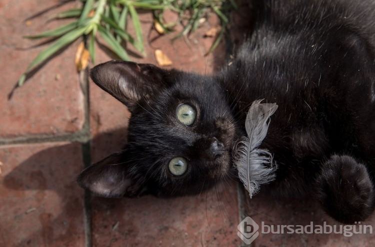 Türkiye'de bu kadar çok kedi olmasının ardındaki tarihi sebep