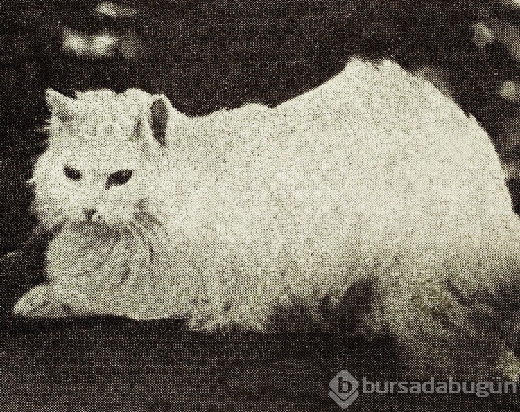 Türkiye'de bu kadar çok kedi olmasının ardındaki tarihi sebep