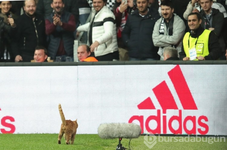 Türkiye'de bu kadar çok kedi olmasının ardındaki tarihi sebep