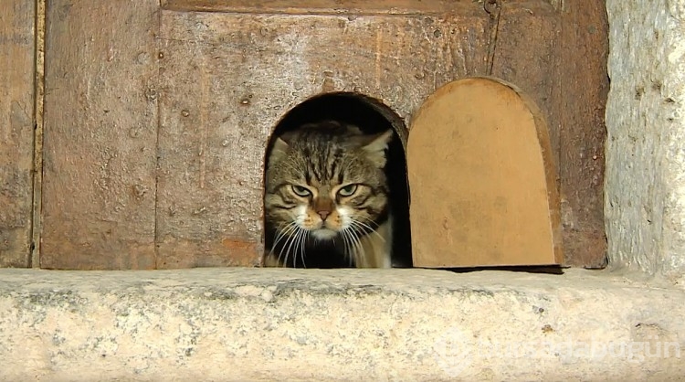 Türkiye'de bu kadar çok kedi olmasının ardındaki tarihi sebep