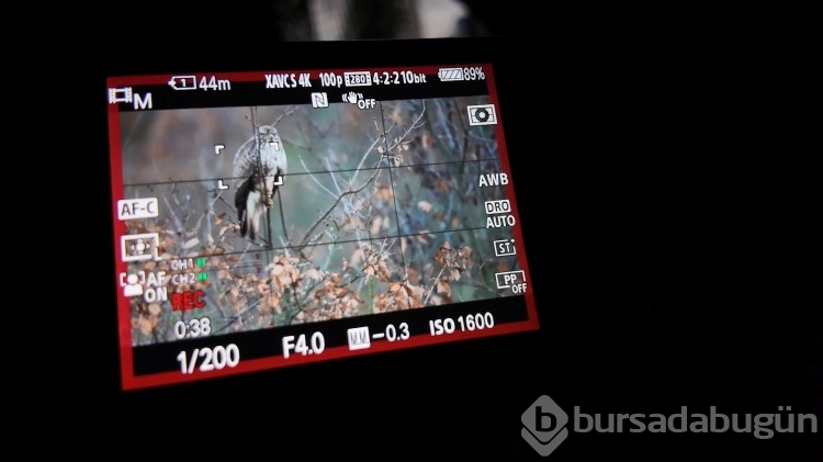 Bursa'da sabırla bekledi: Gizli gizli fotoğraflarını çekti