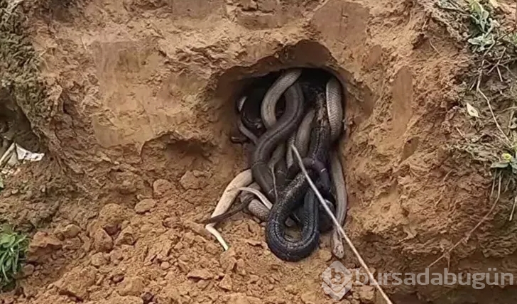 Tüm dünyayı dehşete düşürdü! Dedektörle arayıp buldular