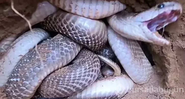 Tüm dünyayı dehşete düşürdü! Dedektörle arayıp buldular