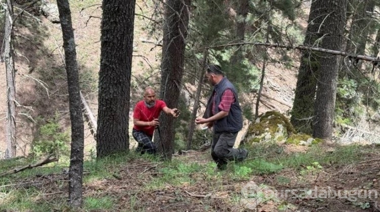 Hasat mevsimi başladığı için doğada kendi kendine yetişiyor