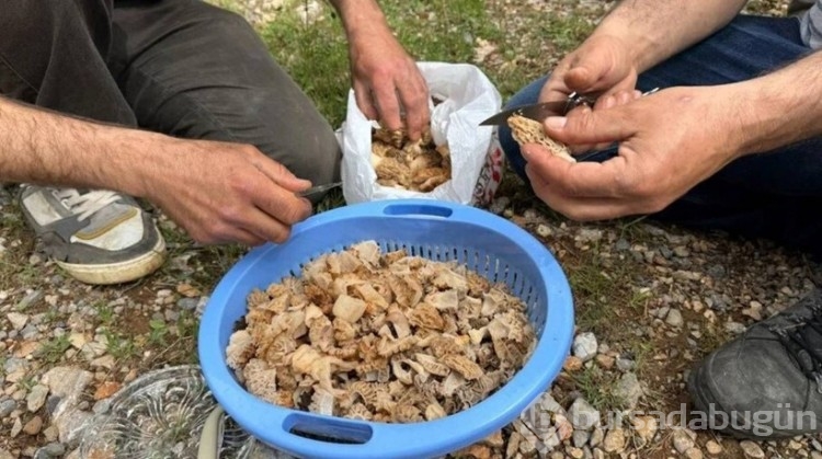 Hasat mevsimi başladığı için doğada kendi kendine yetişiyor