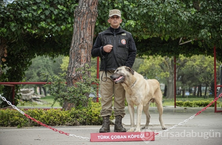 Vatan savunması can dostlara emanet
