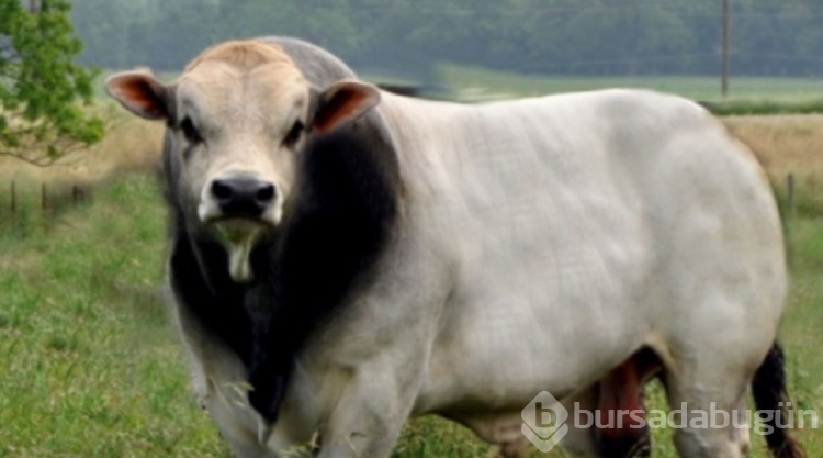 Karkas et verimi en yüksek 10 ırk: Kurban seçerken aklınızda bulunsun
