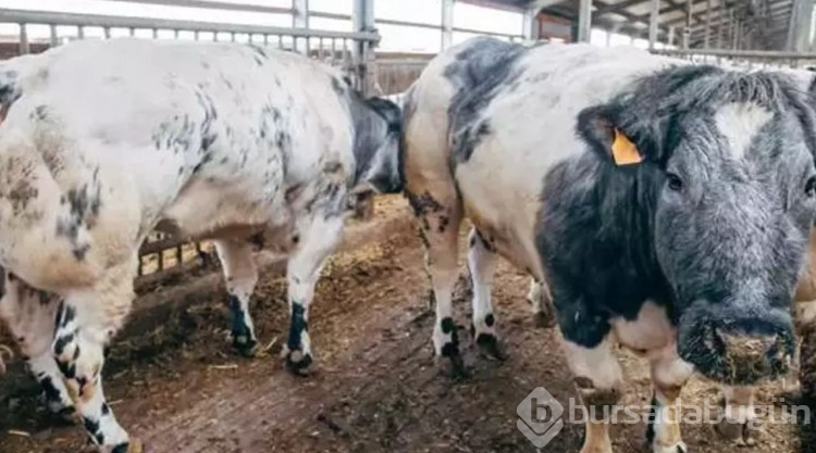 Karkas et verimi en yüksek 10 ırk: Kurban seçerken aklınızda bulunsun