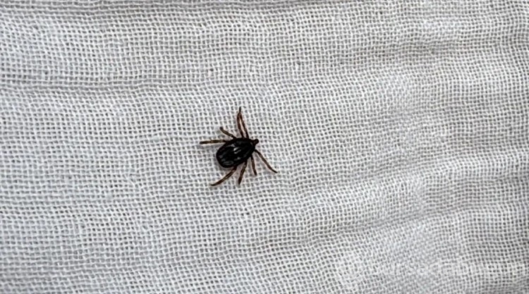 Kene kabusu başladı! Isırıldıktan sonra hemen bu 2 şeyi yapın!