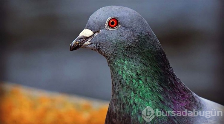 Dünyanın en zeki 15 hayvanı!