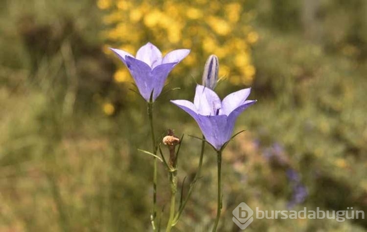 Bitlis'in gözde mekanı ilgi uyandırıyor