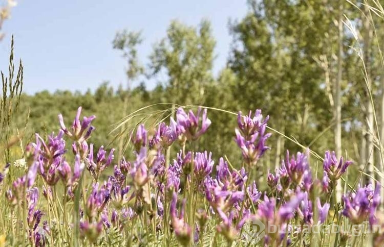 Bitlis'in gözde mekanı ilgi uyandırıyor