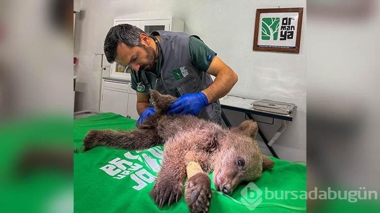 Bitkin halde bulunan yavru bozayı tedavi altına alındı