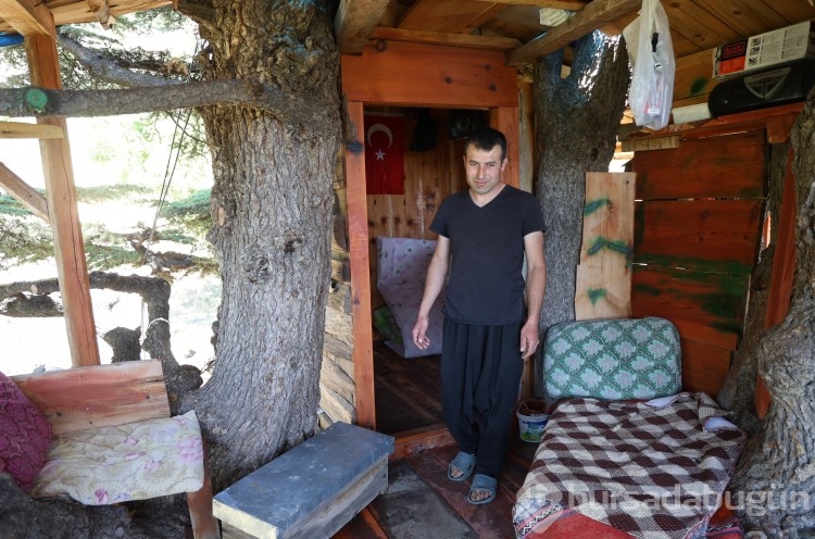 Sedir ağacında "masal diyarı" gibi yaşam alanı 