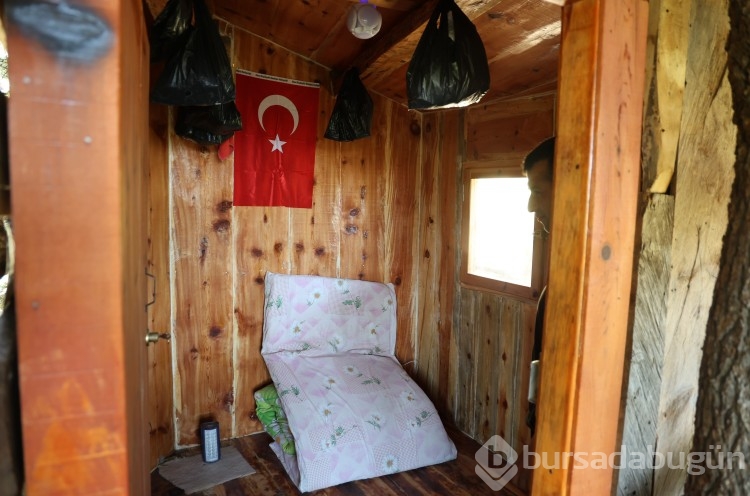 Sedir ağacında "masal diyarı" gibi yaşam alanı 