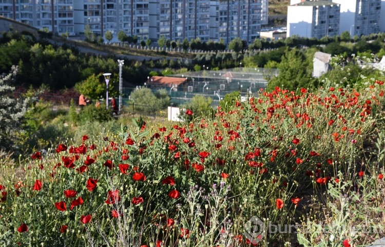 Doğayı kırmızıya boyayan görüntü! Gelinciklerin ihtişamı...  
