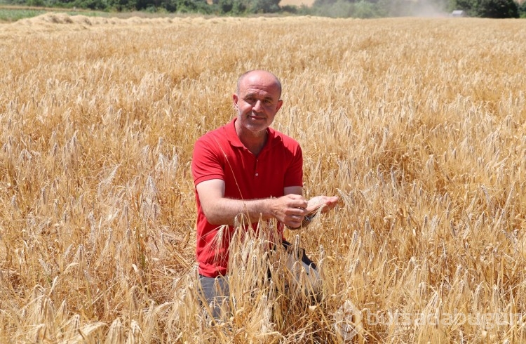  Çiftçiden sevindiren haber! Bafra Ovası'nda mahsul başladı...