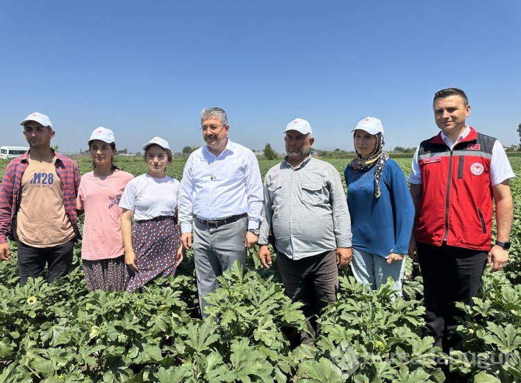 Türkiye'nin bamya üretim merkezinde hasat başladı