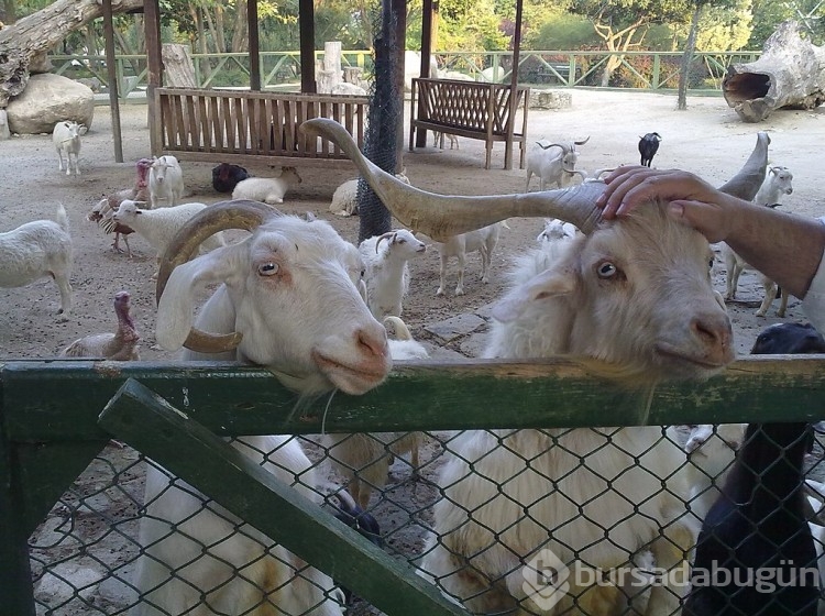 Bursa'da yaz tatilinde çocuklar için aktivite! En çok gitmek istedikleri yerler... 