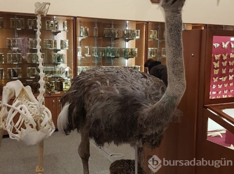 Bursa'da ücretsiz müzeler tam liste...