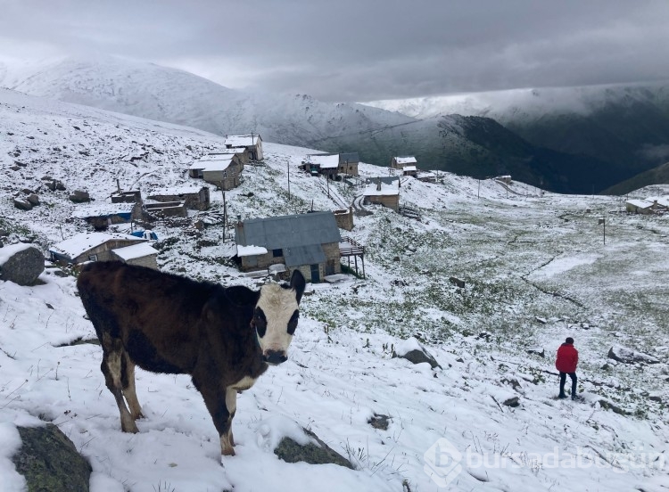 Yazın ortasında bembeyaz sürpriz! Gören hem şaşırdı hem de hayran kaldı... 