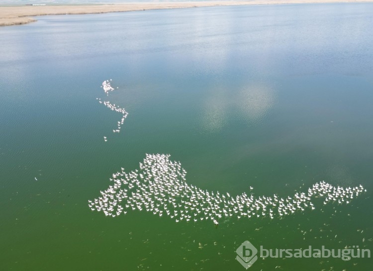Eber Gölü'nün renkli misafirleri! İşte Allı turnaların göç durağı...
