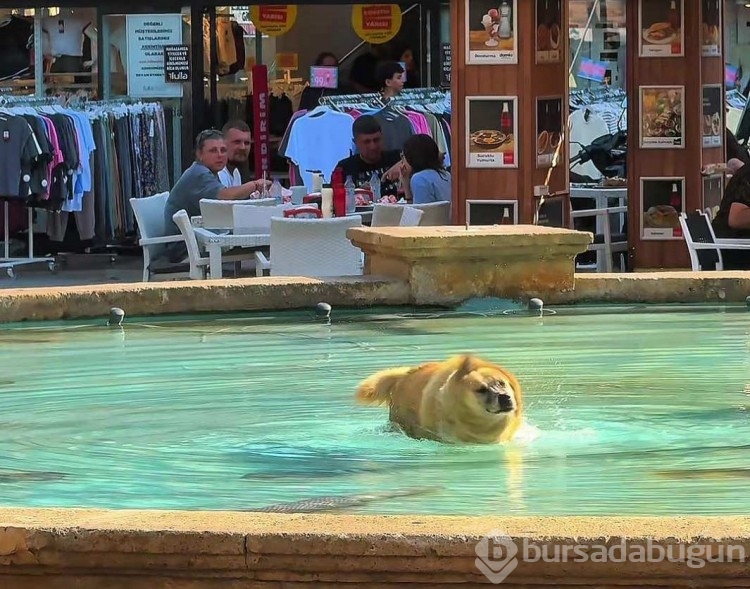 Sıcak hava tehlikeyi göz ardı etti! Çocuklar ve hayvanlar aynı yerde serinledi...