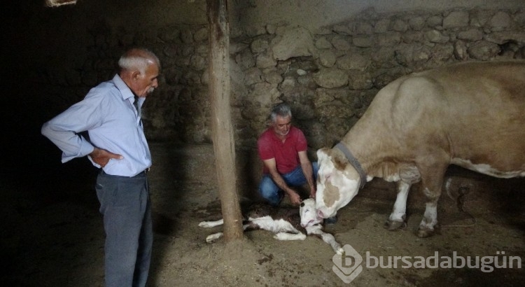 Çift başlı doğan buzağı şaşırttı